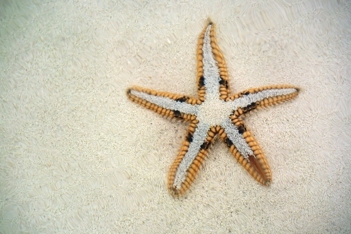 starfish-may-241.jpg?w=512&h=342